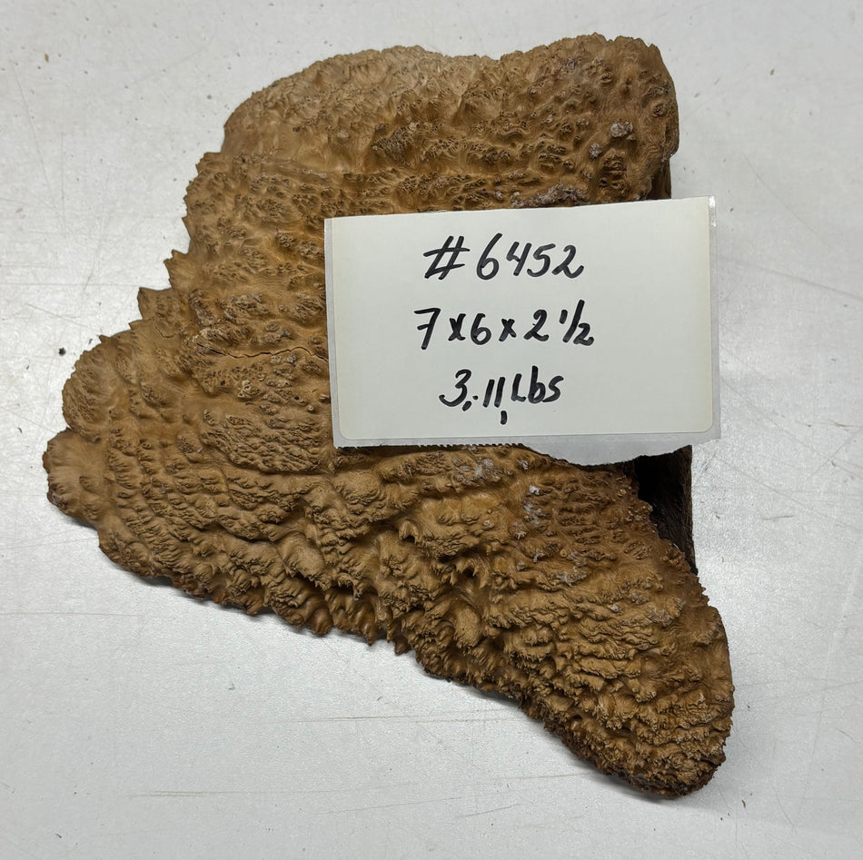 Brown Mallee Burl Cap 7" x 6" x 2.5" 3.11 Lbs #6452
