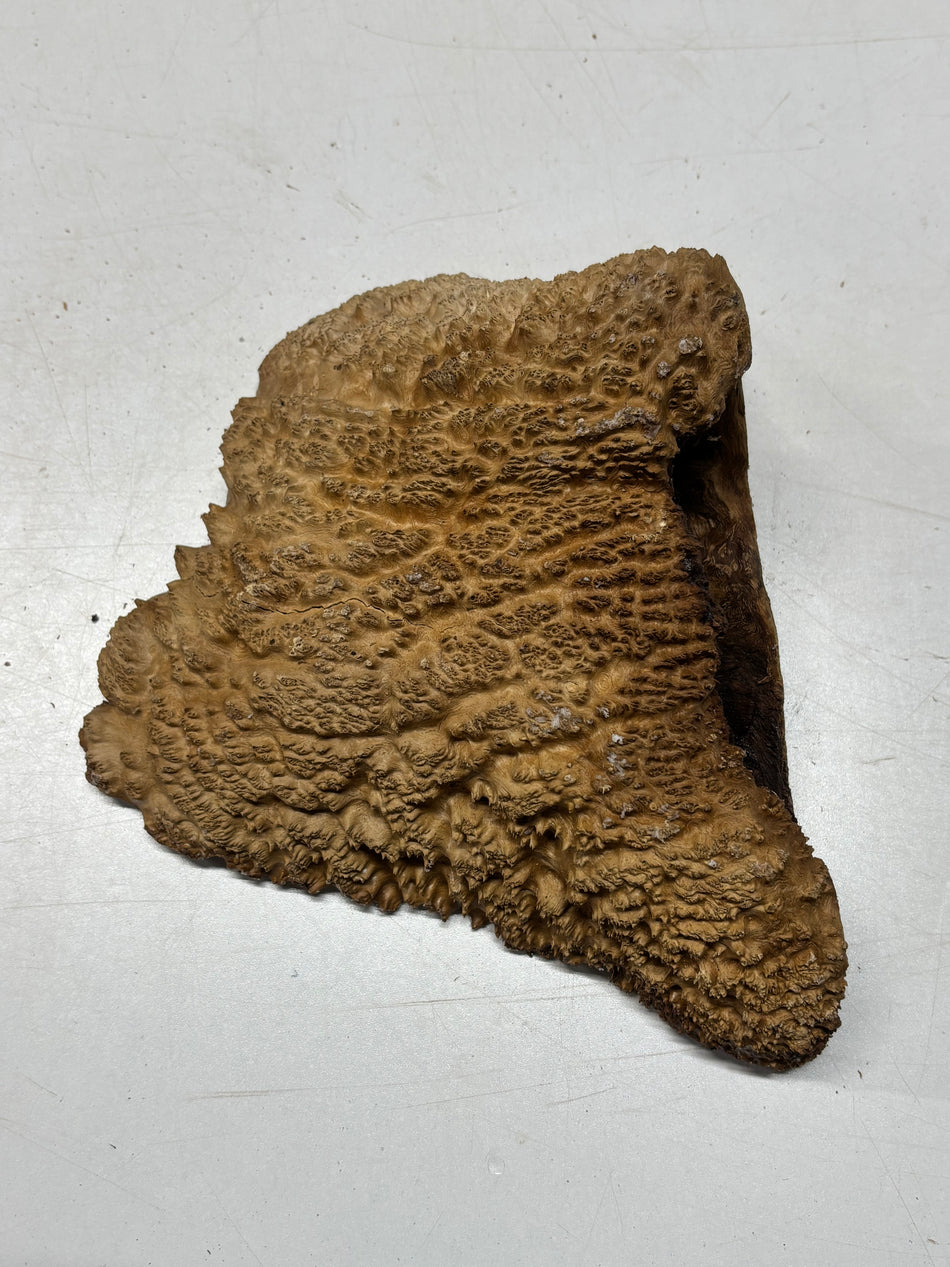Brown Mallee Burl Cap 7" x 6" x 2.5" 3.11 Lbs #6452