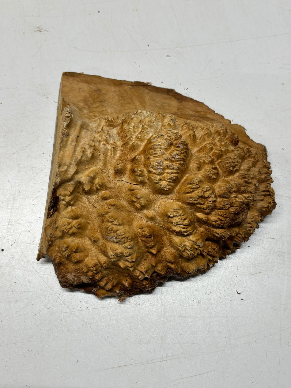 Brown Mallee Burl Cap 8" x 8" x 2" 3.11 Lbs #6453