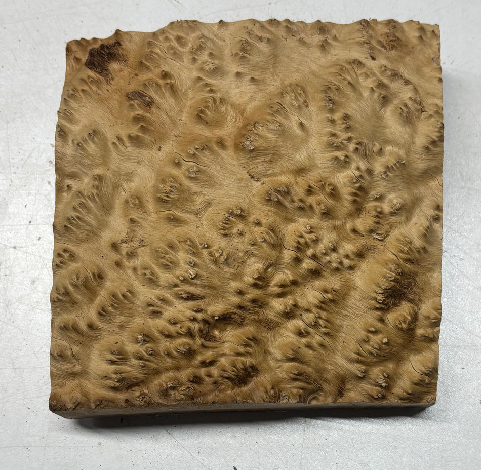 Australian Brown Mallee Burl Bowl Blank 6-3/4" x 6-3/4" x 1-7/8"#156