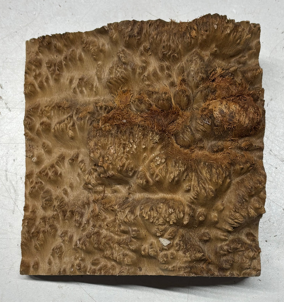 Australian Red Mallee Burl Wood Bowl Blank, 6" x 5-1/2" x 1-1/2" #10