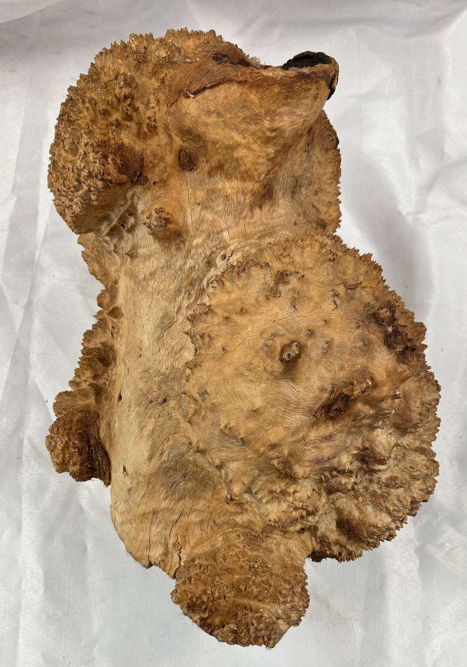 Rare Australian Red Mallee Burl Cap 14" x 8" x 10" #101