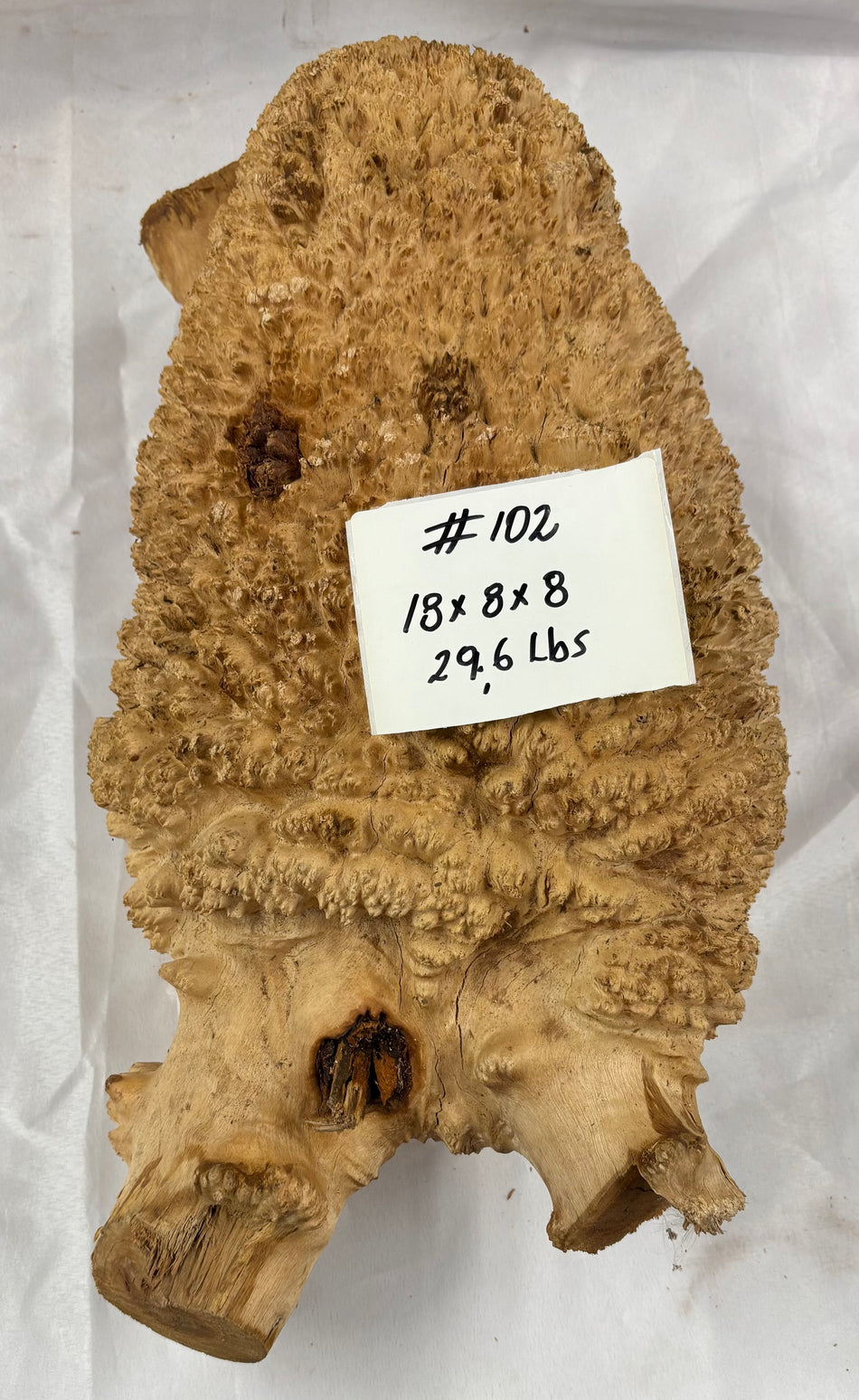 Rare Australian Red Mallee Burl Cap 18" x 8" x 8" #102