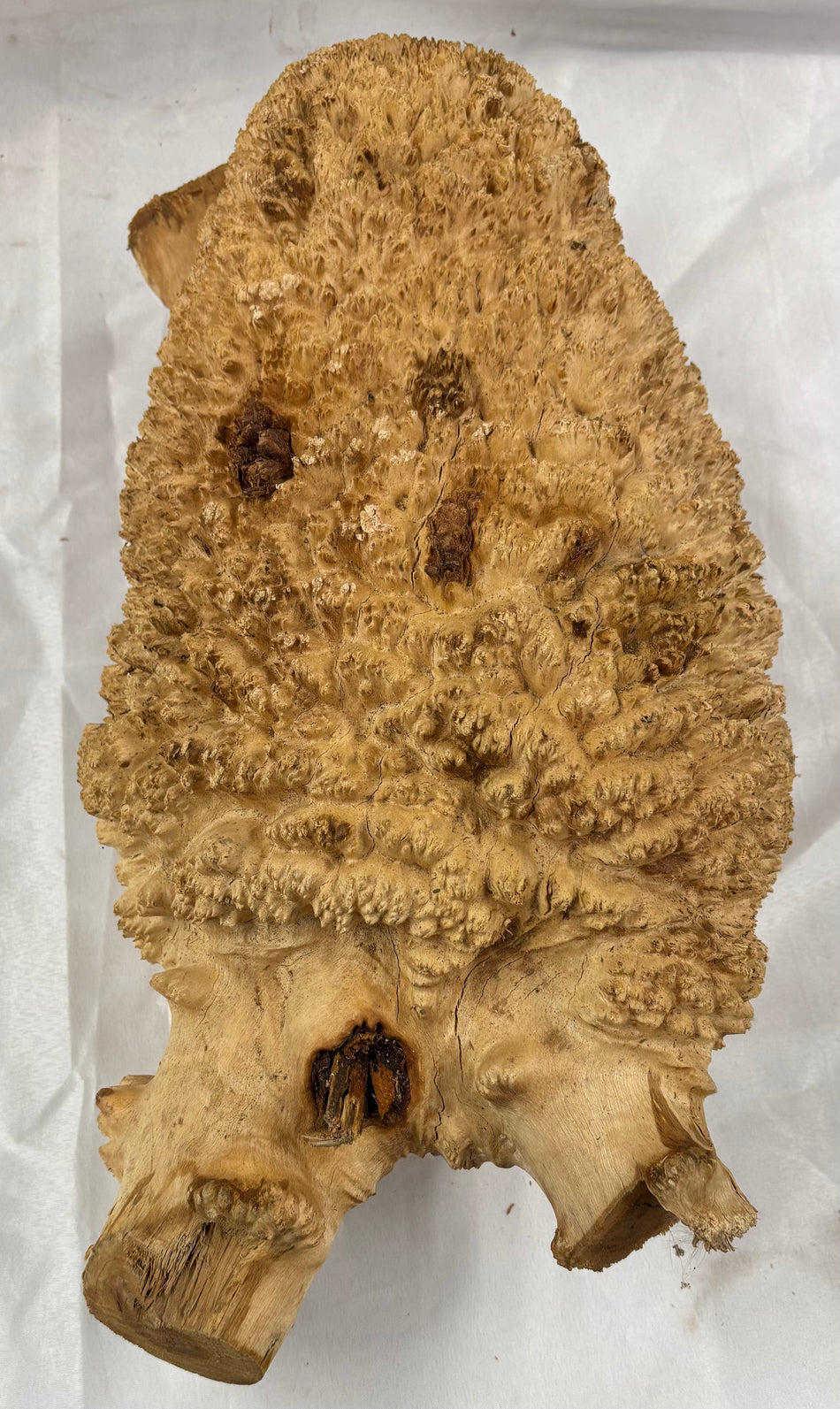 Rare Australian Red Mallee Burl Cap 18" x 8" x 8" #102