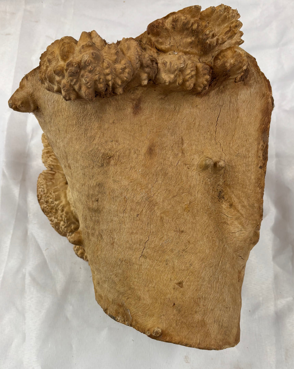 Rare Australian Red Mallee Burl Cap 10" x 8" x 10" #103