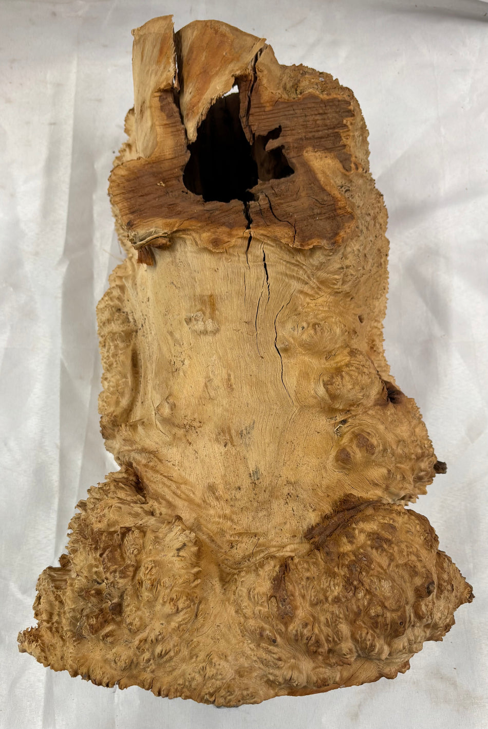 Rare Australian Red Mallee Burl Cap 19" x 8" x 9" #104