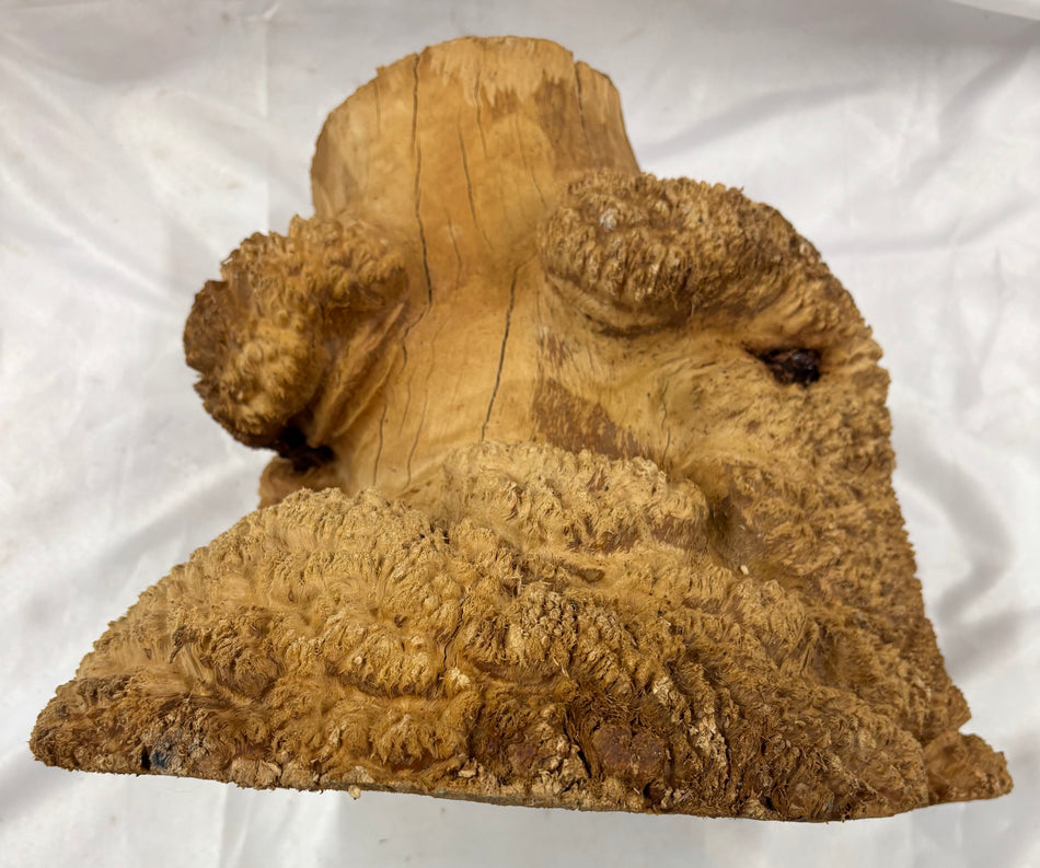 Rare Australian Red Mallee Burl Cap 15" x 9" x 12" #106