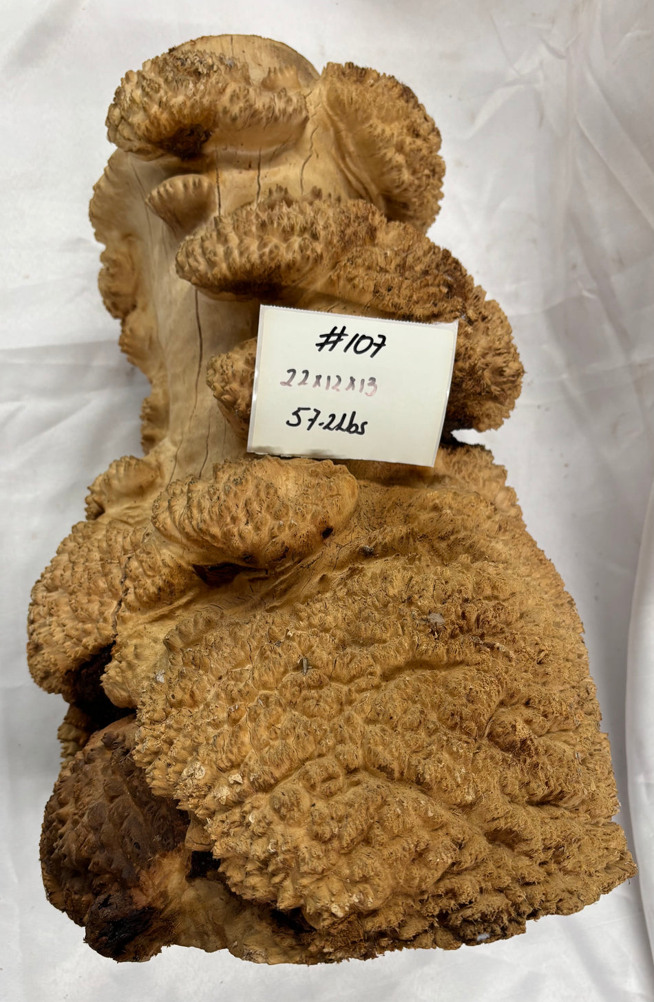 Rare Australian Red Mallee Burl Cap 22" x 12" x 13" #107