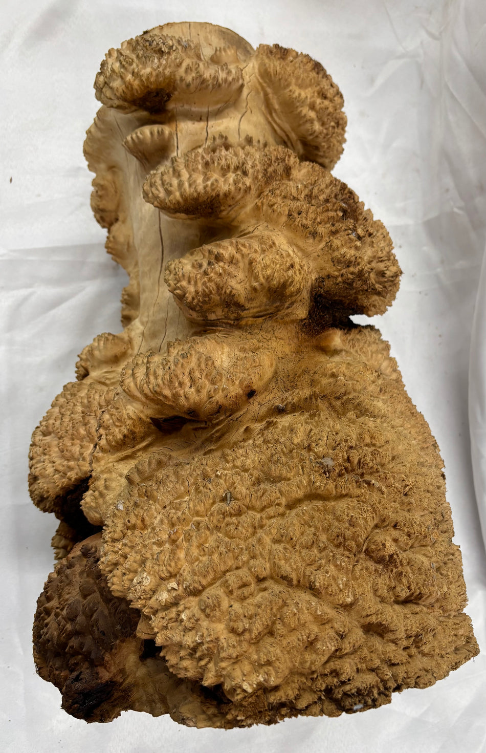 Rare Australian Red Mallee Burl Cap 22" x 12" x 13" #107