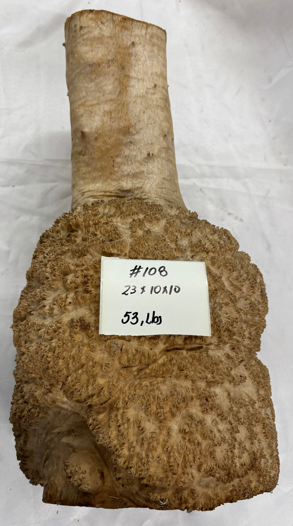Rare Australian Red Mallee Burl Cap 23" x 10" x 10" #108