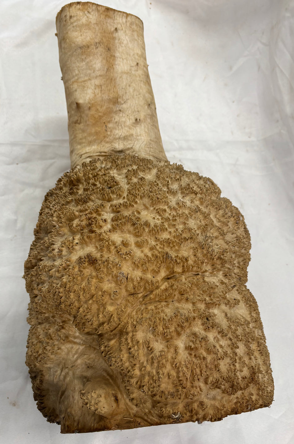 Rare Australian Red Mallee Burl Cap 23" x 10" x 10" #108