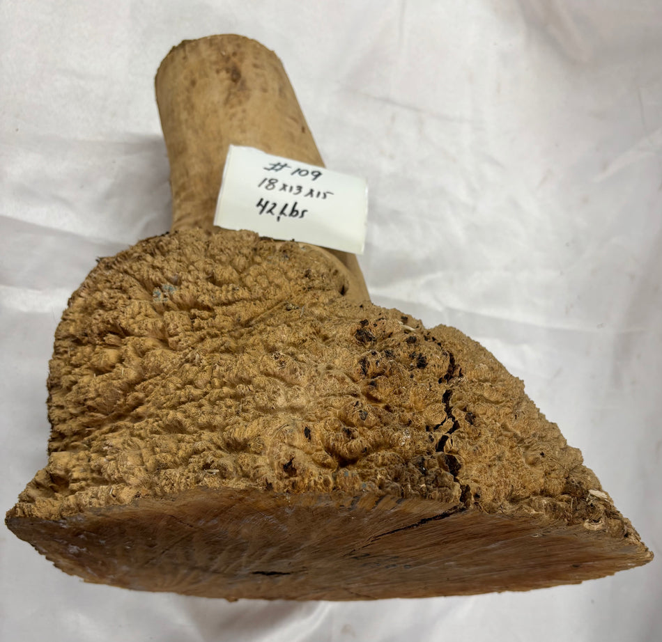 Rare Australian Red Mallee Burl Cap 18" x 13" x 15" #109