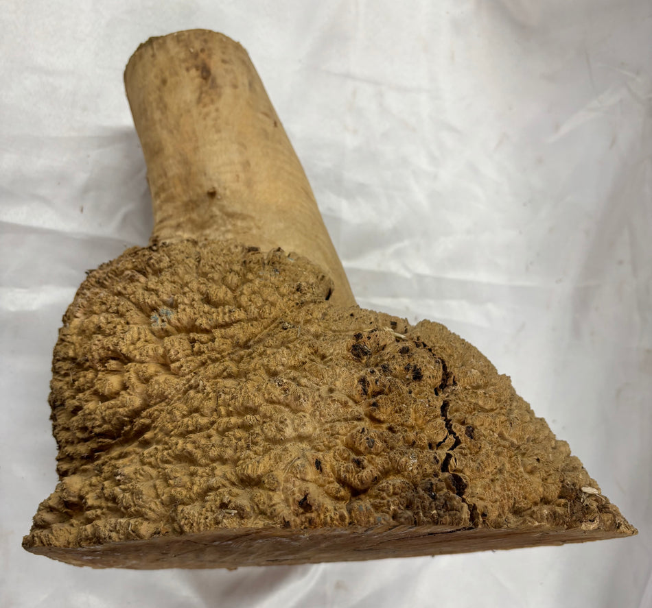 Rare Australian Red Mallee Burl Cap 18" x 13" x 15" #109