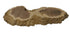 Brown Mallee Burl Cookies | 18" x 6" x 1" | 3.9 lbs | 