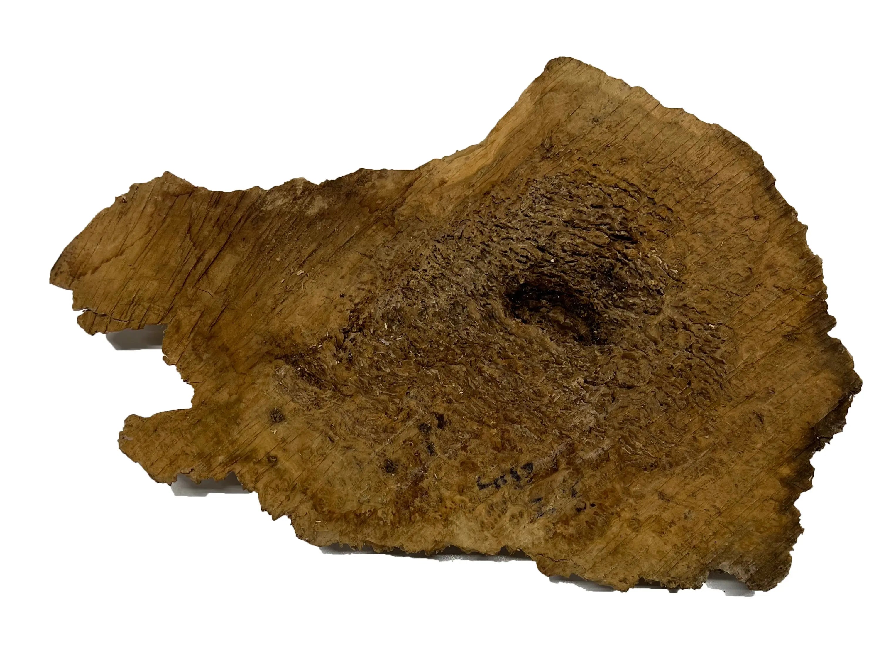 Brown Mallee Burl Cookies | 15" x 8" x 1" | 3.2 lbs | #710 - Exotic Wood Zone - Buy online Across USA 