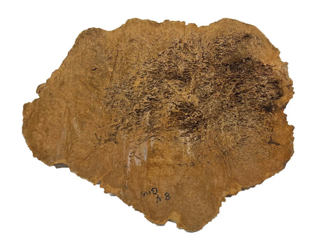 Brown Mallee Burl Cookies | 18" x 14" x 1" | 6.3 lbs | #713 - Exotic Wood Zone - Buy online Across USA 