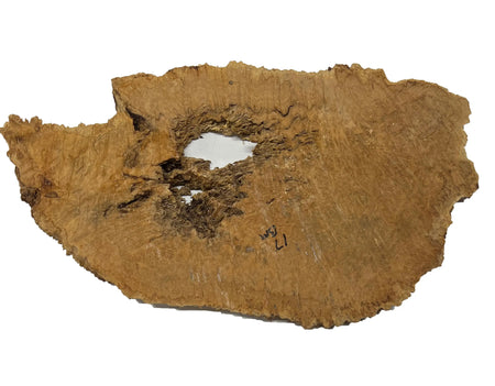 Brown Mallee Burl Cookies | 21" x 12" x 1" | 7.9 lbs | #729 - Exotic Wood Zone - Buy online Across USA 