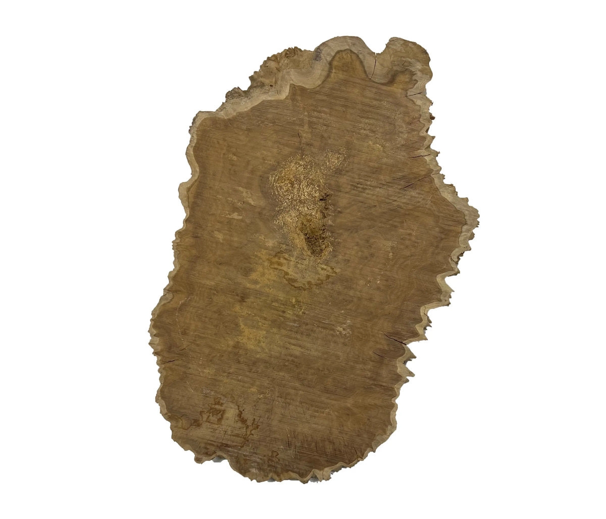 Brown Mallee Burl Cookies | 13" x 8" x 1" | 4.1 lbs | #730 - Exotic Wood Zone - Buy online Across USA 