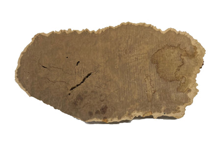 Brown Mallee Burl Cookies | 14" x 7" x 1-1/2" | 4 lbs | #742 - Exotic Wood Zone - Buy online Across USA 