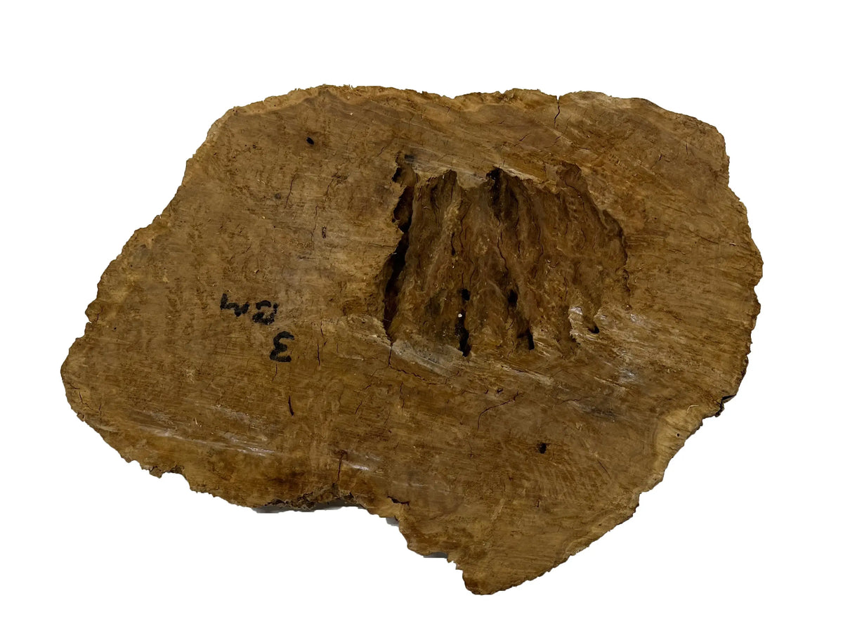 Brown Mallee Burl Cookies | 12" x 7" x 1" | 2.95 lbs | #744 - Exotic Wood Zone - Buy online Across USA 