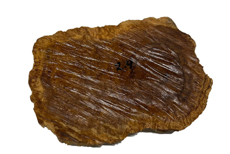 Brown Mallee Burl Cookies | 9" x 6" x 1-1/4" | 2.75 lbs | #747 - Exotic Wood Zone - Buy online Across USA 