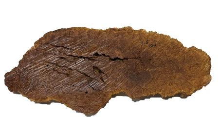 Brown Mallee Burl Cookies | 19" x 7" x 1-1/4" | 4.65 lbs | #759 - Exotic Wood Zone - Buy online Across USA 