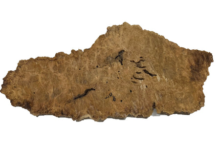 Brown Mallee Burl Cookies | 21" x 8" x 1" | 6 lbs | #767 - Exotic Wood Zone - Buy online Across USA 