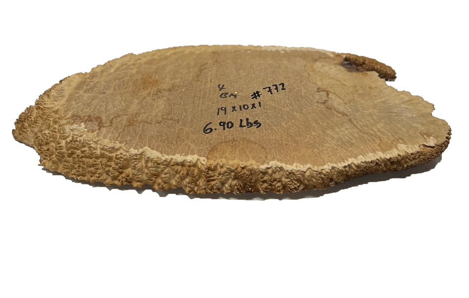 Brown Mallee Burl Cookies | 19" x 10" x 1" | 6.9 lbs | #772 - Exotic Wood Zone - Buy online Across USA 