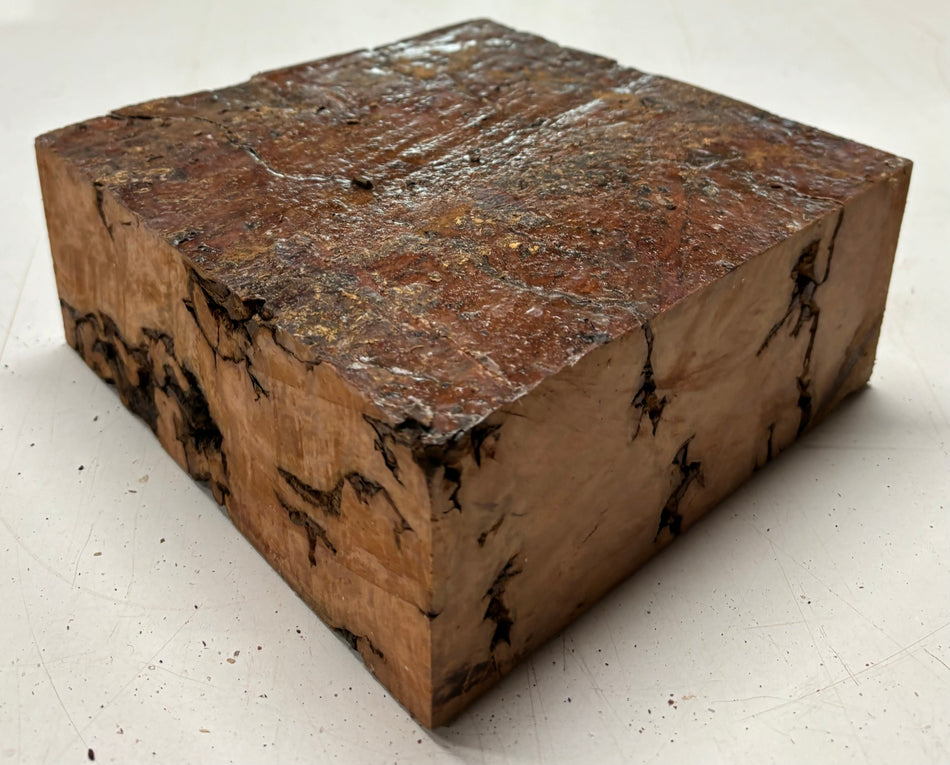 Molinillo de pimienta australiano Red Mallee en blanco 12" x 3" x 3", #23