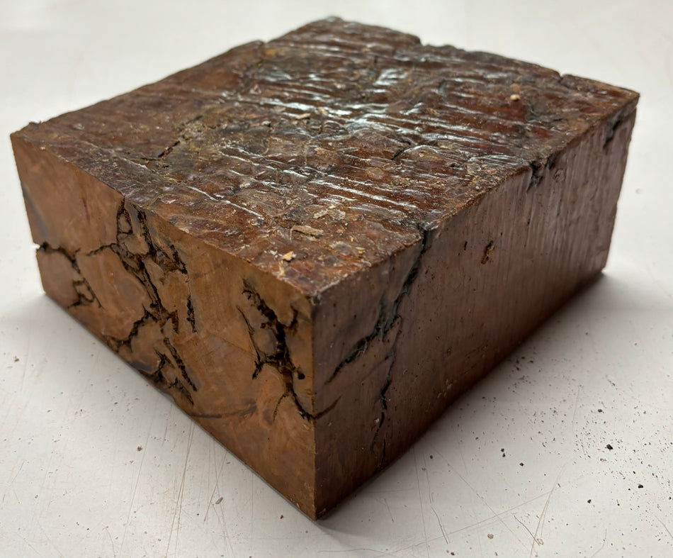 Molinillo de pimienta australiano Red Mallee en blanco 12" x 3" x 3", #23