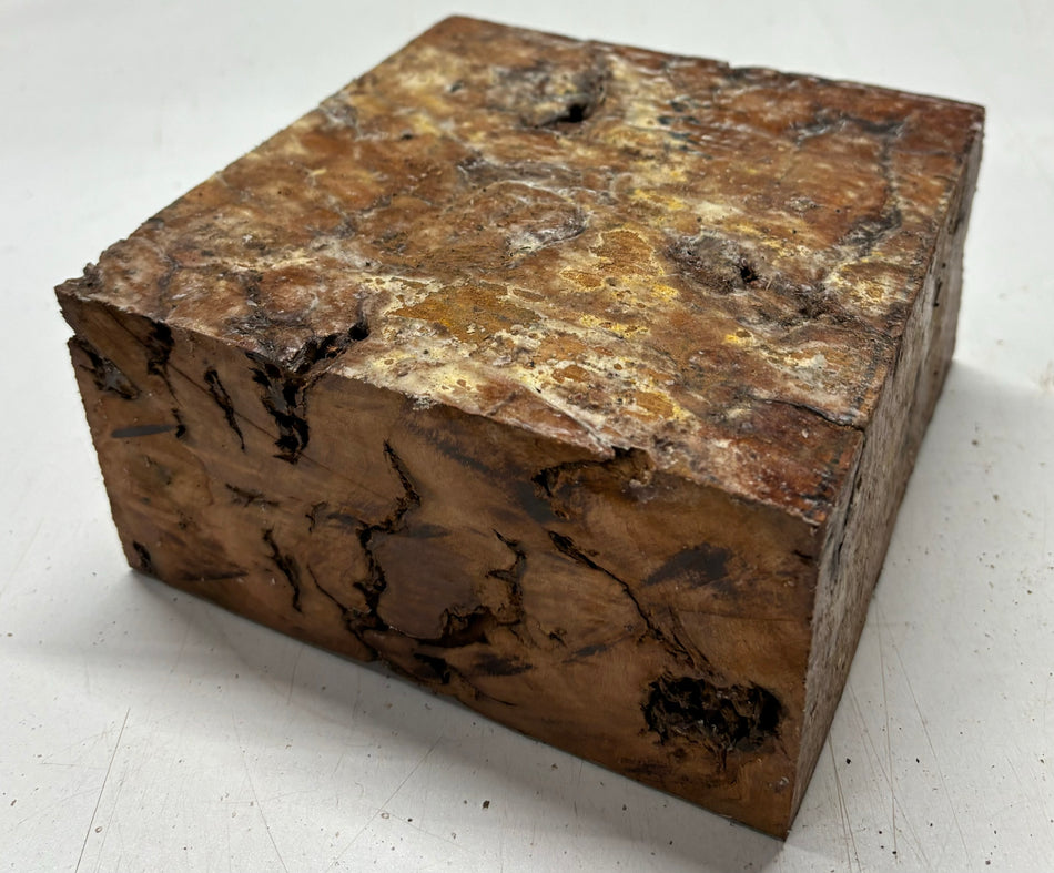 Molinillo de pimienta australiano Red Mallee en blanco 12" x 3" x 3", #23