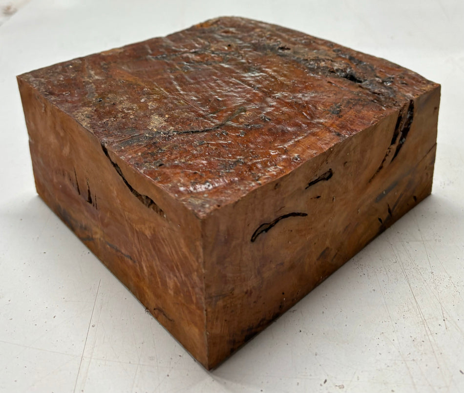 Molinillo de pimienta australiano Red Mallee en blanco 12" x 3" x 3", #23