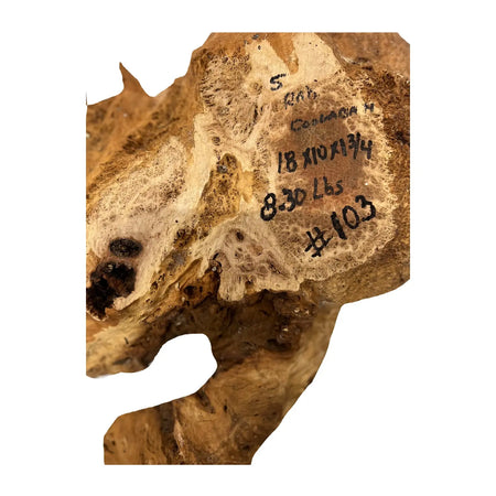 Red Coolibah Burl Cookies | 18" x 10" x 1-3/4" | 8.3 lbs | #103 - Exotic Wood Zone - Buy online Across USA 