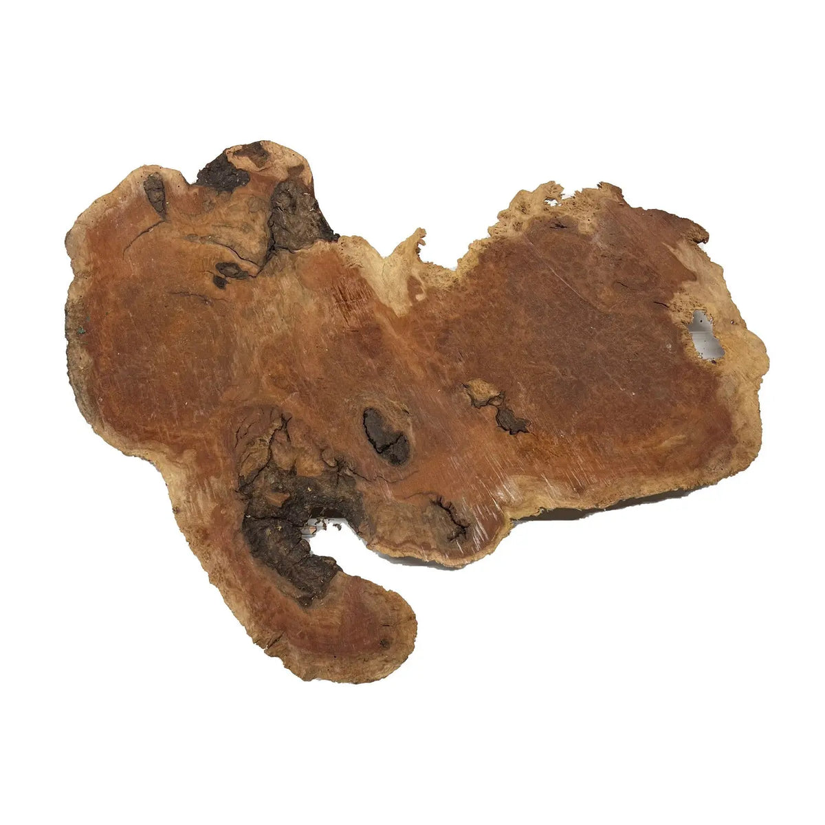 Red Coolibah Burl Cookies | 18" x 10" x 1-3/4" | 8.3 lbs | #103 - Exotic Wood Zone - Buy online Across USA 