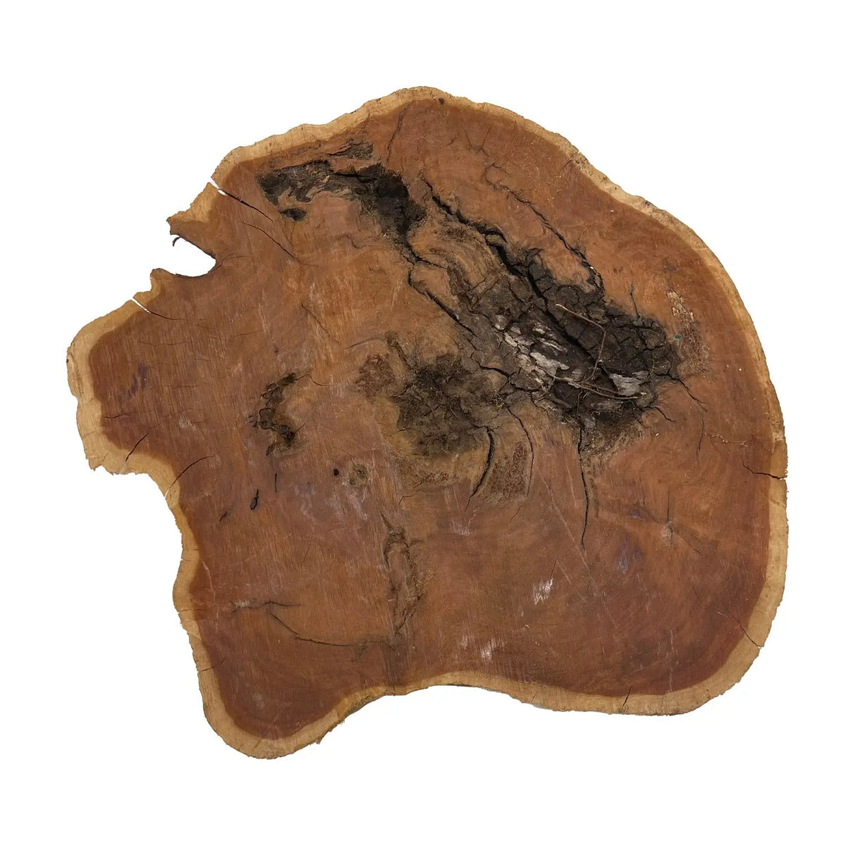 Red Coolibah Burl Cookies | 15" x 14" x 2" | 10.4 lbs | #105 - Exotic Wood Zone - Buy online Across USA 