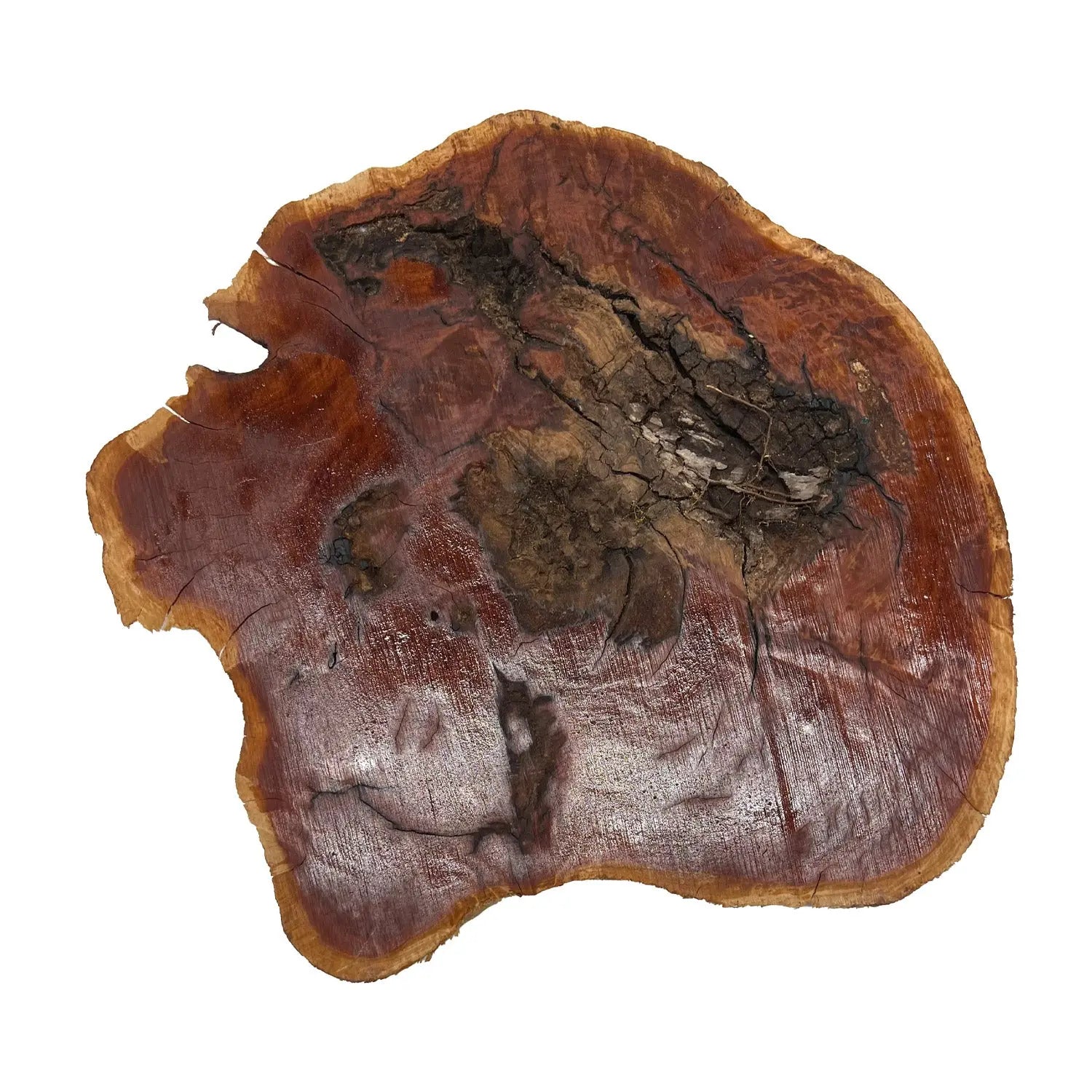 Red Coolibah Burl Cookies | 15" x 14" x 2" | 10.4 lbs | #105 - Exotic Wood Zone - Buy online Across USA 