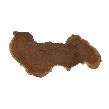 Red Coolibah Burl Cookies | 20" x 7" x 1-3/4" | 6.85 lbs | #109 - Exotic Wood Zone - Buy online Across USA 