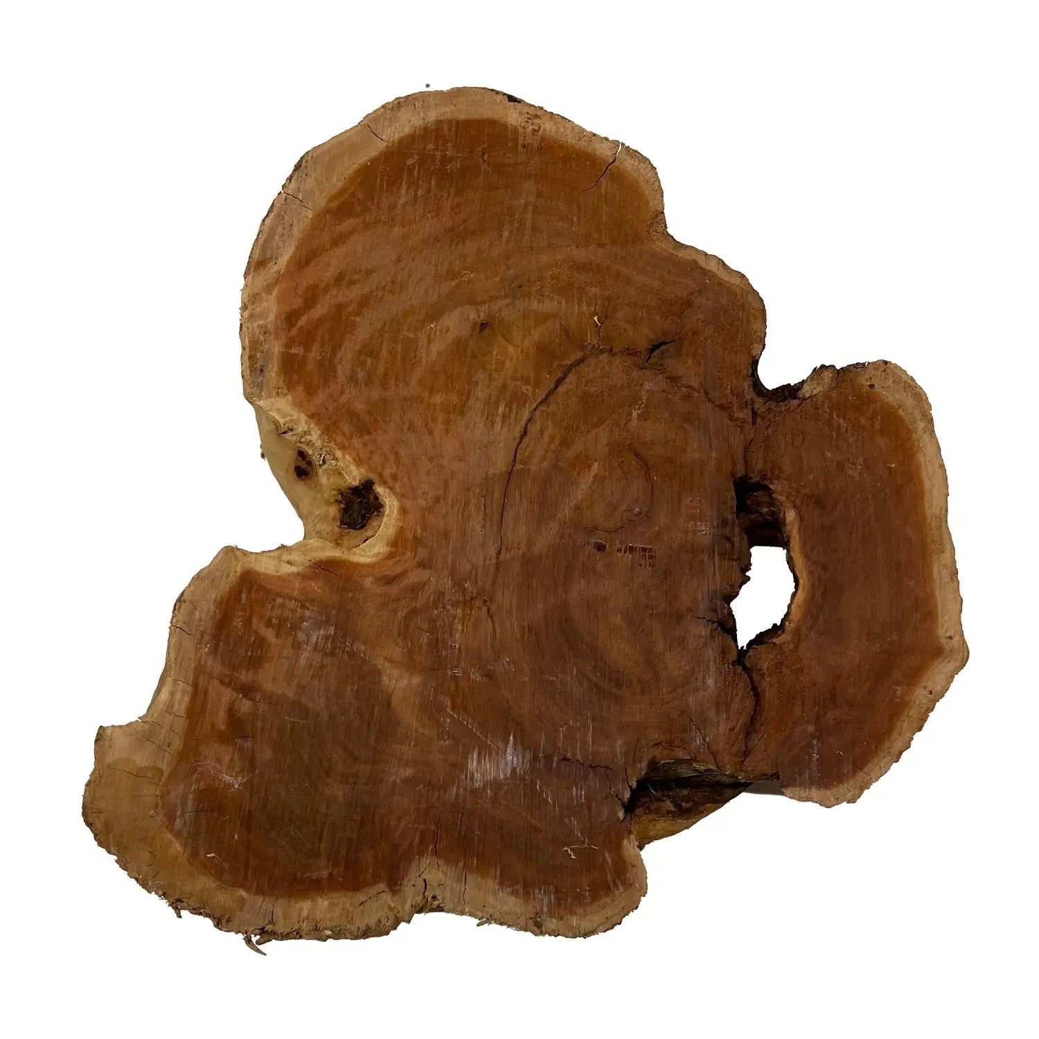 Red Coolibah Burl Cookies | 13" x 10" x 2-1/4" | 9.2 lbs | #110 - Exotic Wood Zone - Buy online Across USA 