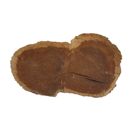 Red Coolibah Burl Cookies | 20" x 11" x 2" | 9.45 lbs | #111 - Exotic Wood Zone - Buy online Across USA 