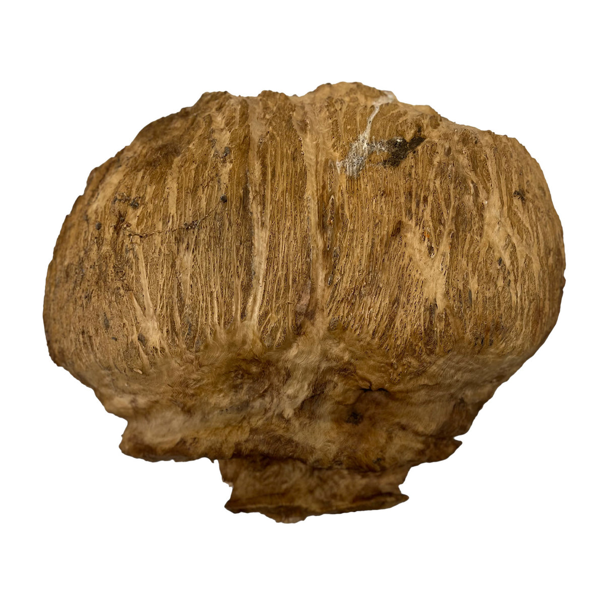 Red Coolibah Burl  | 16" x 15" x 3-1/2" | 14.65 lbs | #205 - Exotic Wood Zone - Buy online Across USA 