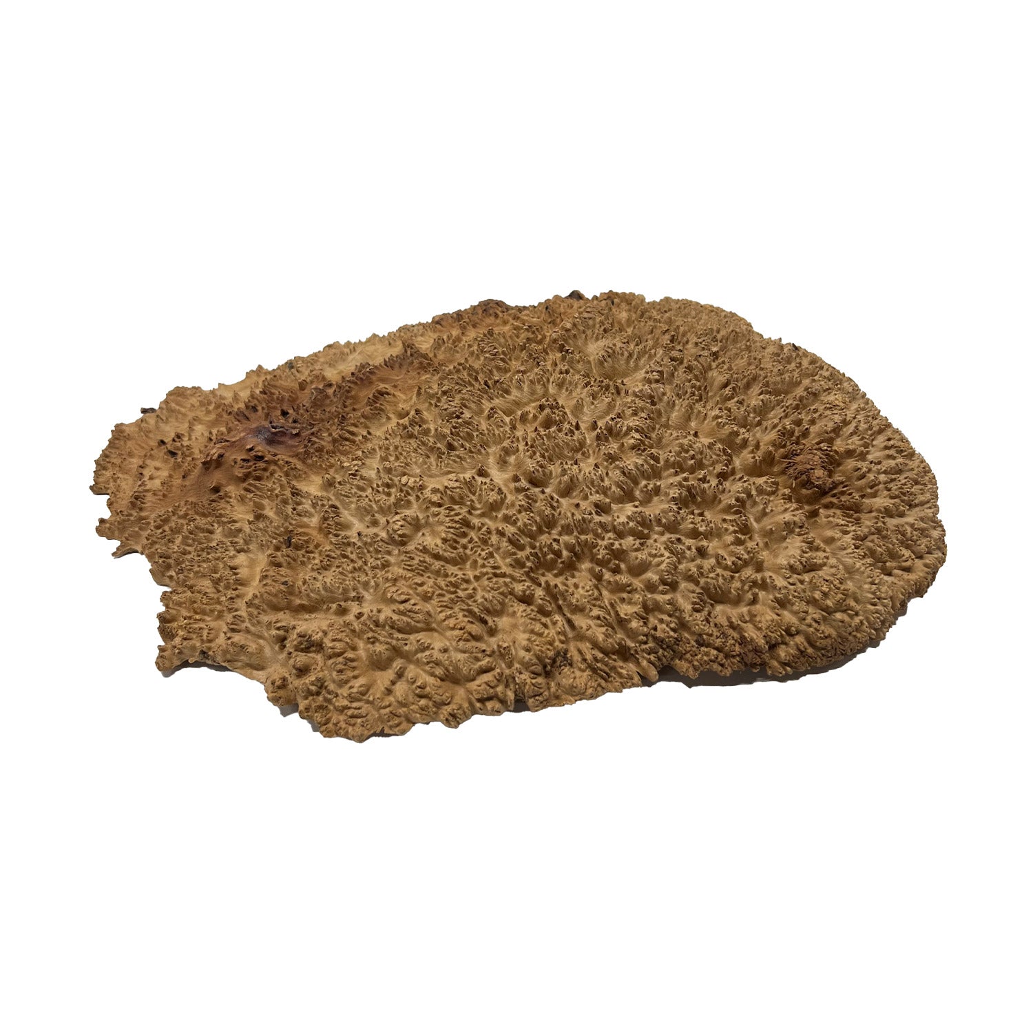 Red Mallee Burl | 15&quot; x11&quot; x 3 &quot; | 6 lbs - 
