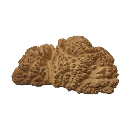 Red Mallee Burl | 11&quot; x 8&quot; x 2&quot; | 3.3 lbs - 
