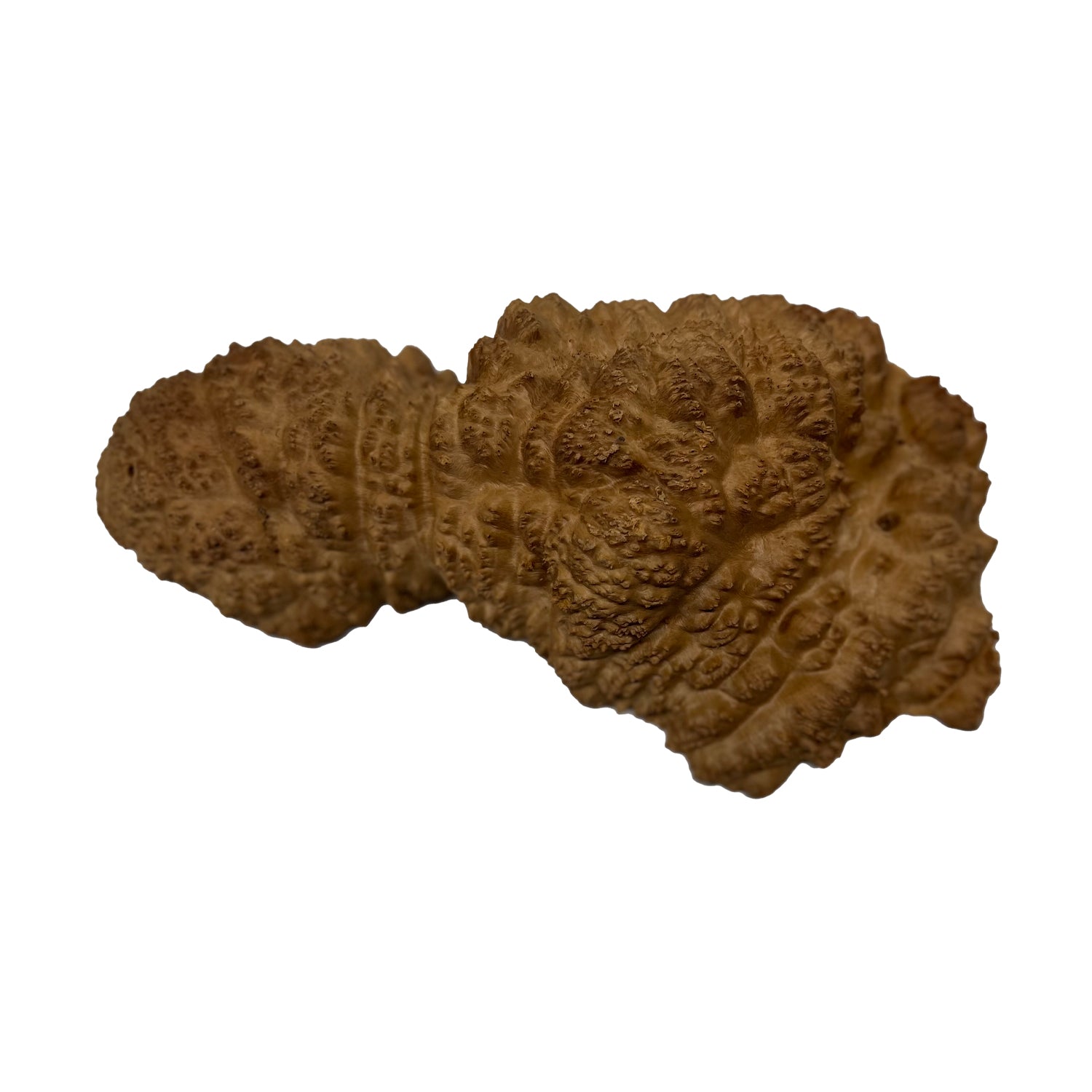 Red Mallee Burl | 13&quot; x 7-1/2&quot; x 3-1/4&quot; | 3.5 lbs - 