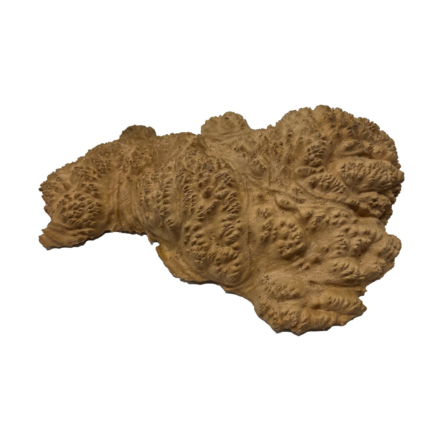 Red Mallee Burl | 11&quot; x 8&quot; x 2-1/2&quot; | 2.95 lbs - 
