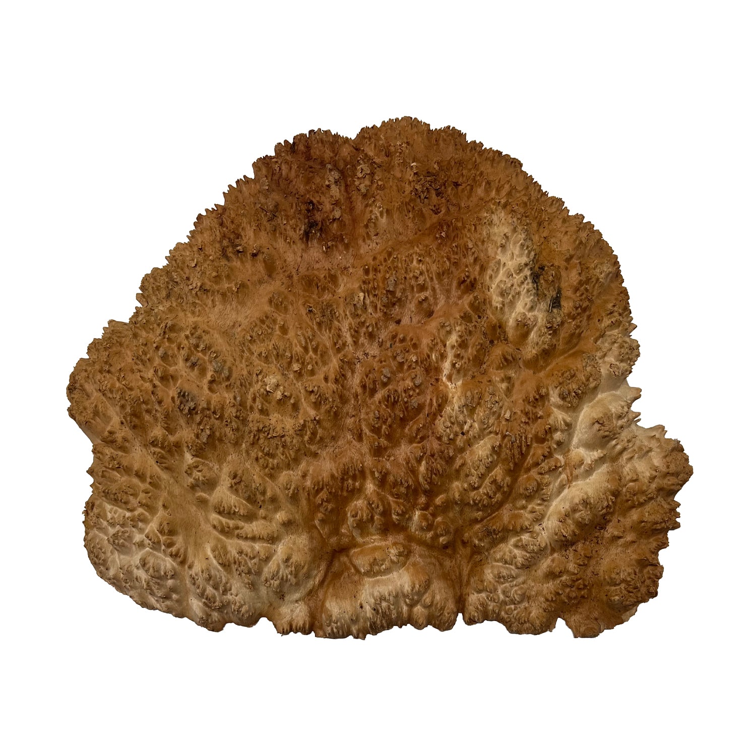 Red Mallee Burl | 12-1/2&quot; x10-1/2&quot; x 2&quot; | 4.4 lbs - 