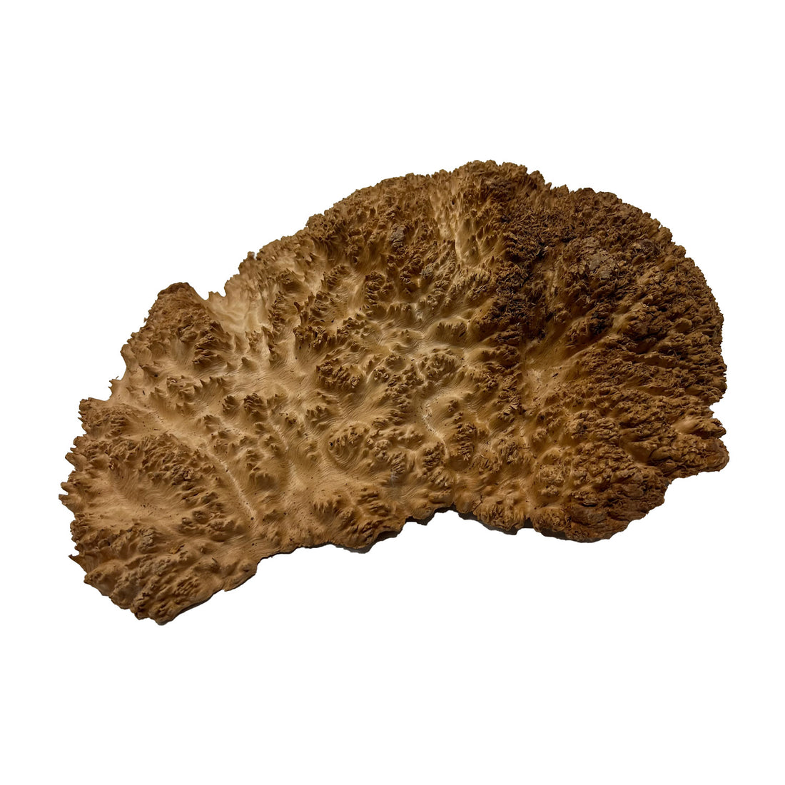 Red Mallee Burl | 10&quot; x 7&quot; x 2-1/2&quot; | 2.51 lbs - 