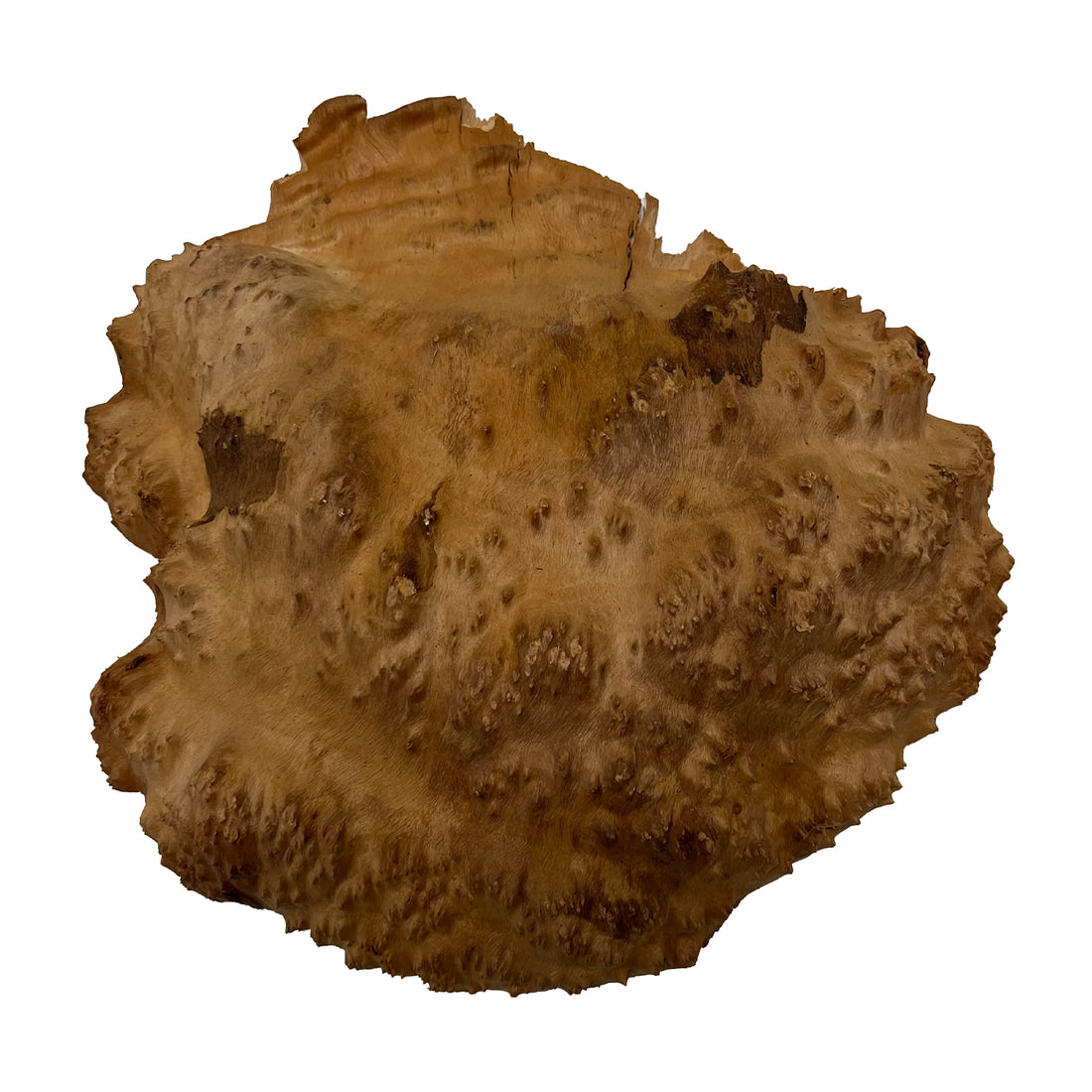 Red Mallee Burl | 10-1/2&quot; x 10-1/4&quot; x 2&quot; | 3.5 lbs - 