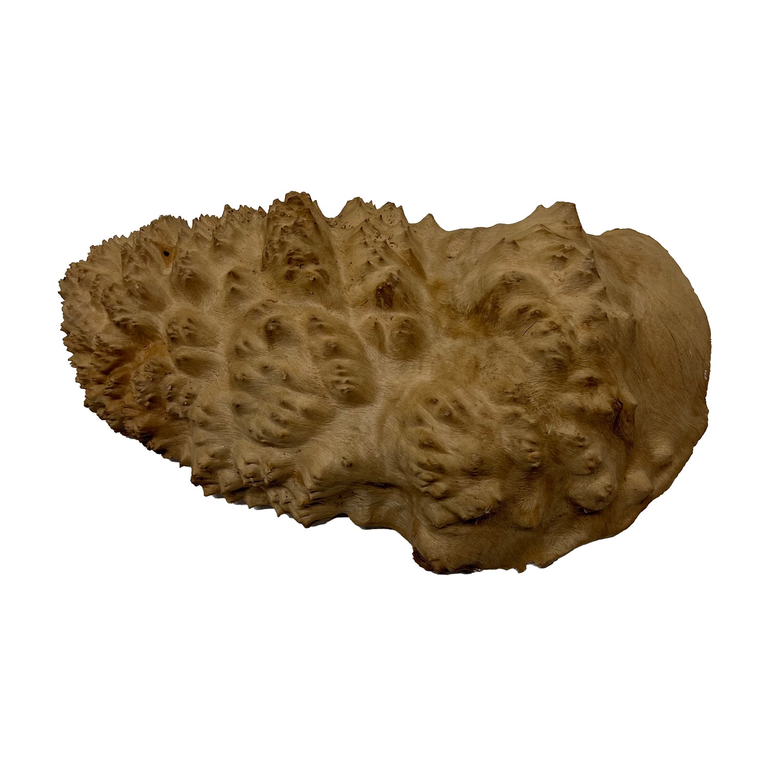 Red Mallee Burl | 11&quot; x 6&quot; x 2&quot; | 3.3 lbs - 