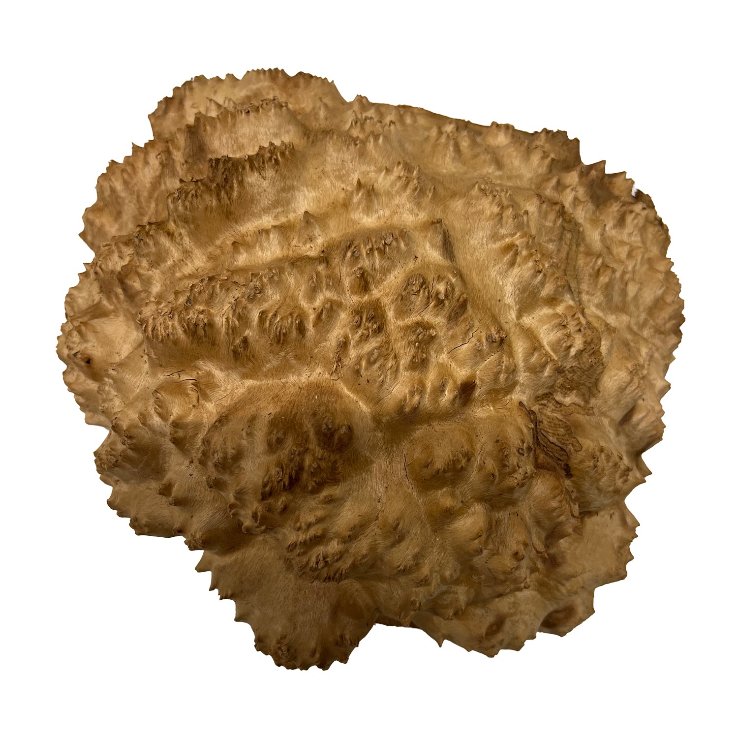 Red Mallee Burl | 8&quot; x 7-1/2&quot; x 2&quot; | 4.05 lbs - 