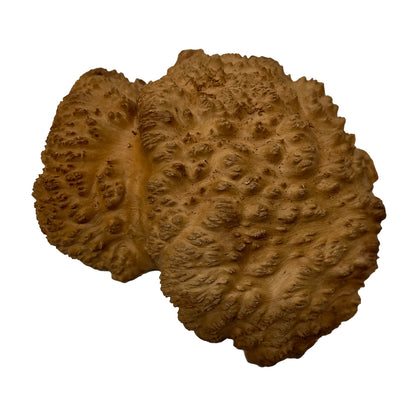 Red Mallee Burl | 10&quot; x 7-1/2&quot; x 2-1/4&quot; | 3.5 lbs - 